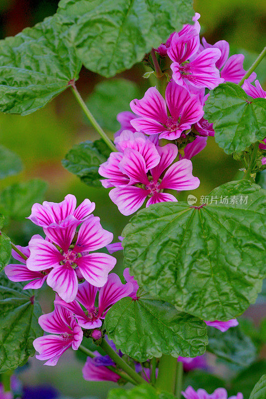 通常是Mallow / Malva Mauritiana / Malva Sylvestris